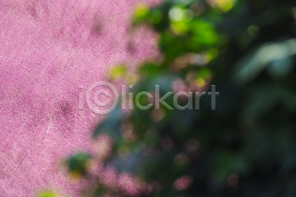 사람없음 JPG 소프트포커스 포토 가을(계절) 가을풍경 경기도 나뭇잎 보케 야외 여러해살이풀 의왕 자연 주간 핑크뮬리