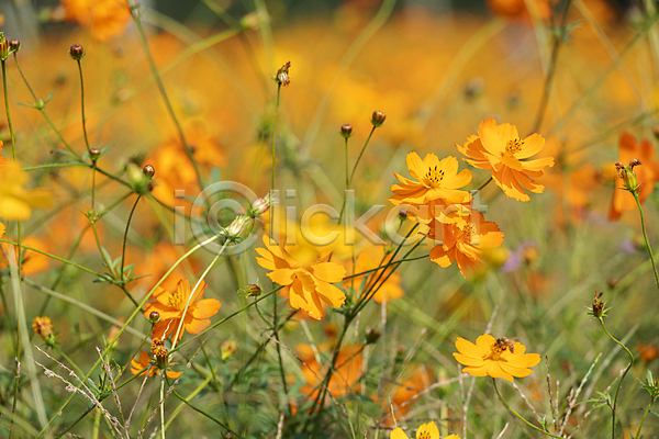 사람없음 JPG 아웃포커스 포토 가을(계절) 가을풍경 경기도 꽃밭 꽃봉오리 만개 야외 의왕 자연 주간 황화코스모스