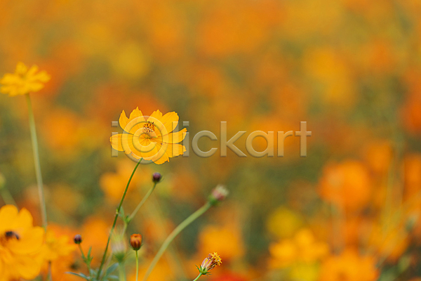 사람없음 JPG 아웃포커스 포토 가을(계절) 가을풍경 경기도 꽃밭 꽃봉오리 야외 의왕 자연 주간 황화코스모스