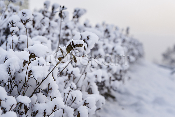 추위 사람없음 JPG 아웃포커스 포토 겨울 겨울풍경 공원 관목 눈(날씨) 눈꽃 눈덮임 설경 야외 주간