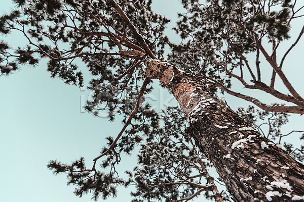 추위 사람없음 JPG 로우앵글 포토 겨울 겨울풍경 눈(날씨) 설경 소나무 야외 주간 하늘