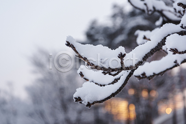 추위 사람없음 JPG 아웃포커스 포토 겨울 겨울풍경 나뭇가지 눈(날씨) 설경 야외 주간