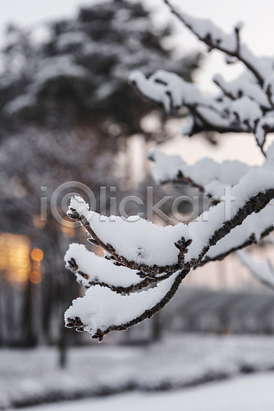 추위 사람없음 JPG 아웃포커스 포토 겨울 겨울풍경 나뭇가지 눈(날씨) 설경 야외 주간