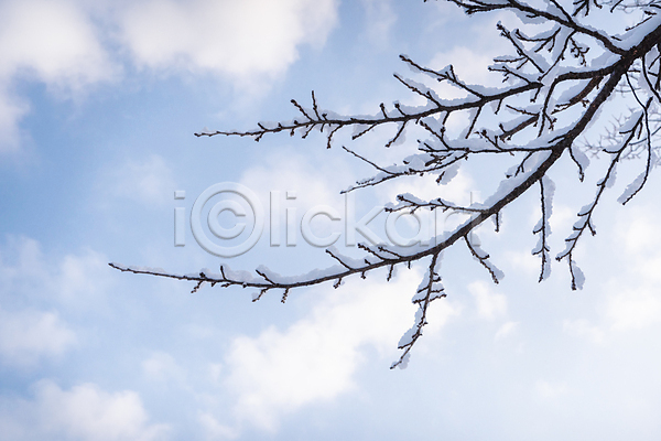 추위 사람없음 JPG 포토 겨울 겨울풍경 구름(자연) 나뭇가지 눈(날씨) 맑음 설경 야외 주간 하늘