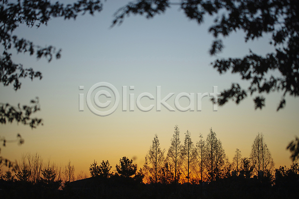 사람없음 JPG 실루엣 포토 경기도 나무 나뭇잎 야간 야외 일몰 일산 풍경(경치) 하늘