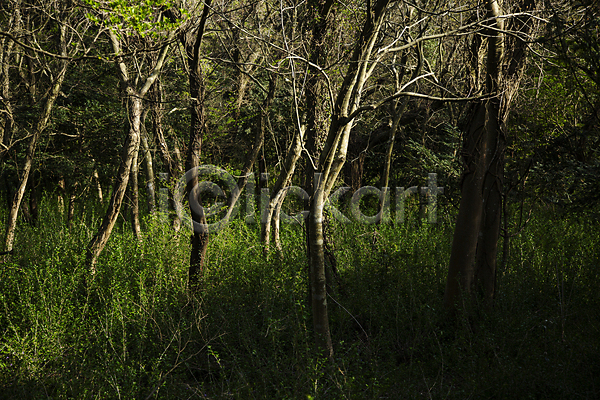 사람없음 JPG 포토 그림 그림자 나무 숲 숲속 야외 제주도 주간 풀(식물) 풍경(경치)