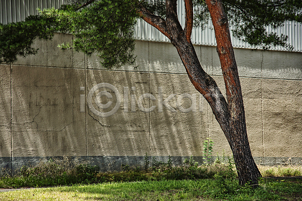 사람없음 JPG 포토 강원도 곰솔 곰솔나무 그림자 나무그늘 벽 소나무 야외 주간 풀(식물) 풍경(경치)