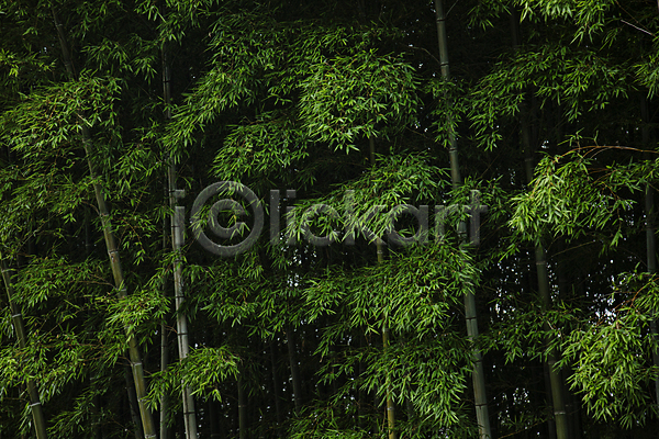 사람없음 JPG 포토 남해 대나무 대나무숲 대나무잎 야외 여름(계절) 울창 주간 풍경(경치)