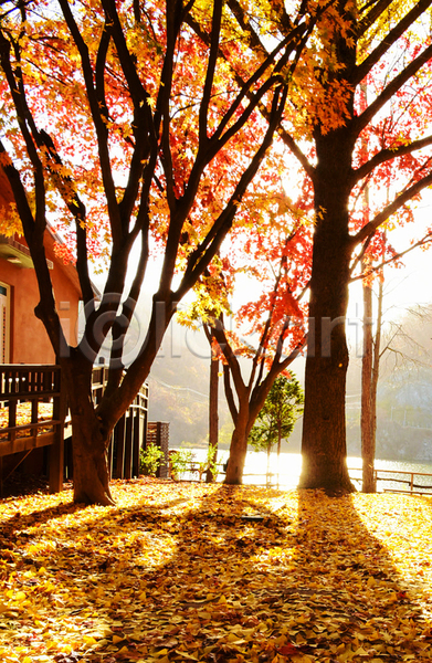 사람없음 JPG 포토 해외이미지 가을(계절) 단풍 단풍나무 야외 주간 주택 풍경(경치)