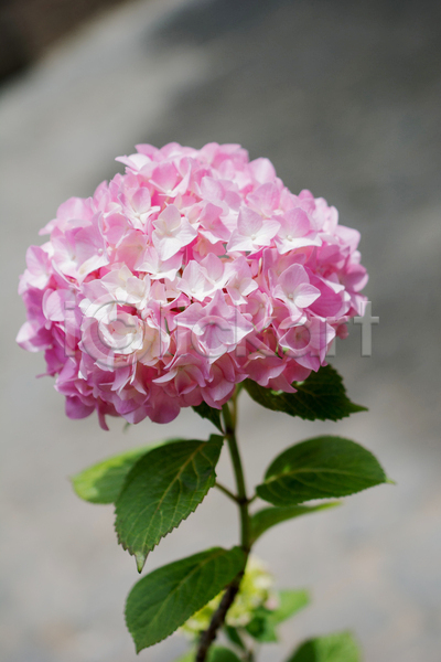 사람없음 JPG 포토 해외이미지 꽃 분홍색 수국 야외 주간