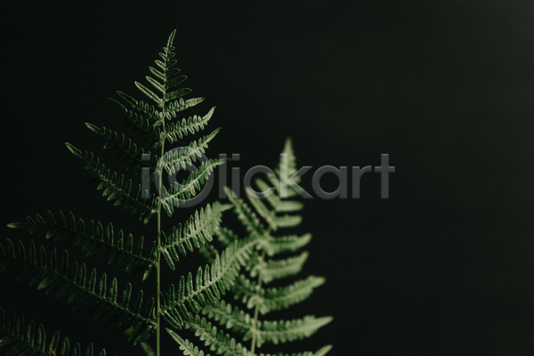 사람없음 JPG 포토 해외이미지 검은색 백그라운드 양치식물 잎 자연 초록색 풀(식물)