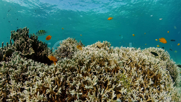 사람없음 JPG 포토 해외이미지 바다 바닷속 산호초 수중 수중사진 어류 자연 풍경(경치)