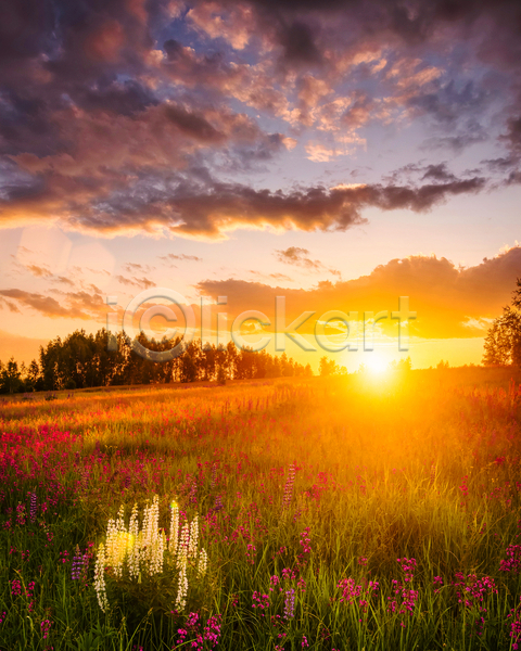 사람없음 JPG 포토 해외이미지 구름(자연) 꽃밭 야외 일몰 자연 초원(자연) 태양 풍경(경치) 하늘 햇빛