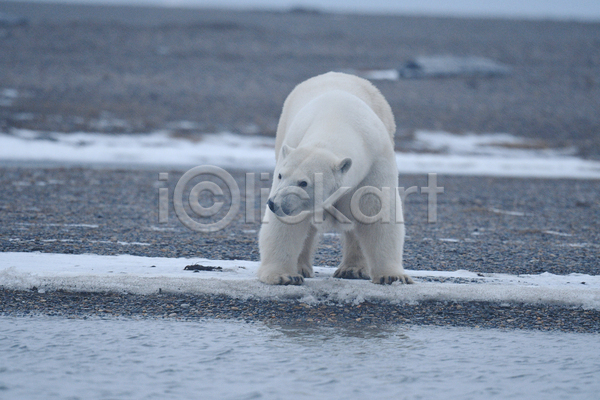 사람없음 JPG 포토 해외이미지 곰 백곰 북극곰 야생동물 야외 주간 한마리