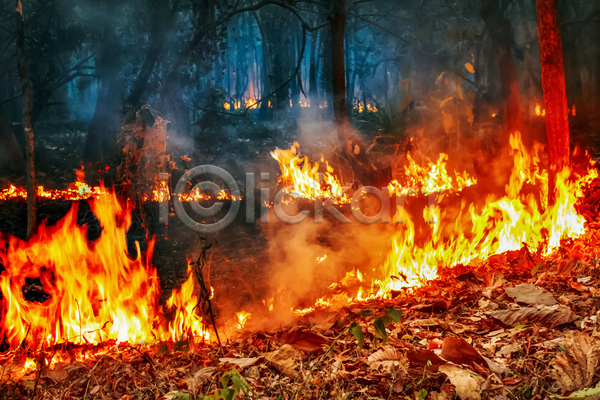 위험 사람없음 JPG 포토 해외이미지 나무 불 불꽃(불) 산 산불 숲 야외 연기 연소 화재
