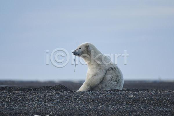 사람없음 JPG 포토 해외이미지 곰 먹기 백곰 북극곰 앉기 야생동물 야외 주간 한마리