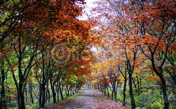 사람없음 JPG 포토 해외이미지 가을(계절) 단풍 단풍나무 숲길 야외 주간 풍경(경치)