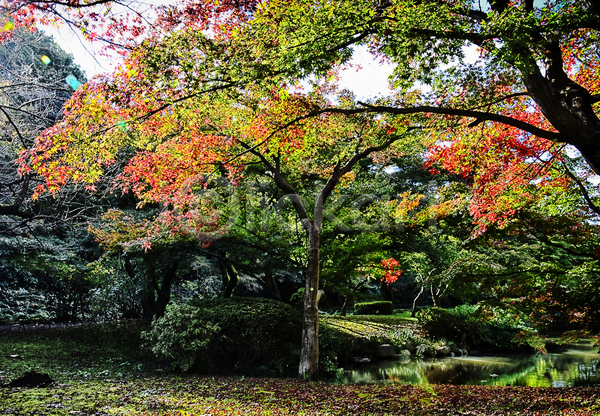 사람없음 JPG 포토 해외이미지 가을(계절) 단풍 단풍나무 야외 주간 풍경(경치)