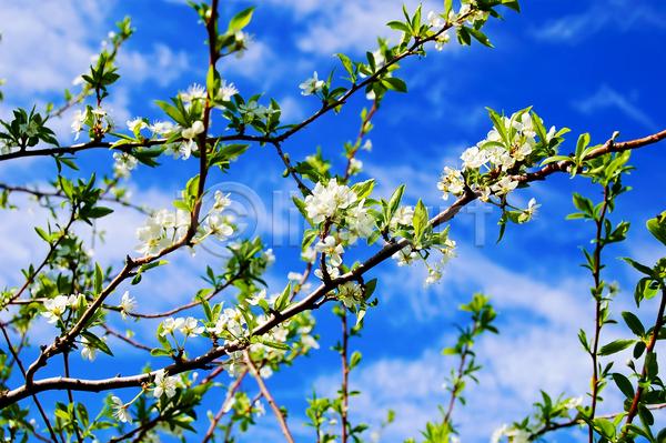 사람없음 JPG 포토 해외이미지 가로 과수원 구름(자연) 꽃 꽃잎 나무 나뭇가지 백그라운드 벚꽃 봄 식물 야외 잎 자두 자연 초록색 파란색 하늘 햇빛 흰색