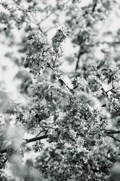 신선 사람없음 JPG 포토 해외이미지 4월 개화 계절 꽃 꽃무늬 꽃잎 나무 나뭇가지 내추럴 묘사 백그라운드 벚꽃 봄 분홍색 식물 자연 정원 하늘 흰색