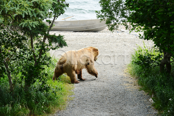 사람없음 JPG 포토 해외이미지 걷기 곰 새끼 야생동물 야외 주간 풀(식물) 한마리