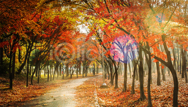 사람없음 JPG 포토 해외이미지 가을(계절) 공원길 단풍 단풍나무 야외 주간 풍경(경치)