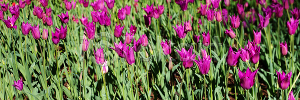 신선 사람없음 JPG 포토 해외이미지 개화 계절 고립 공원 꽃 꽃다발 꽃무늬 꽃잎 내추럴 네덜란드 다발 많음 밭 백그라운드 벚꽃 보라색 봄 봄꽃 분홍색 뷰티 식물 식물원 야외 잎 자연 정원 초록색 컬러풀 튤립 해외포토