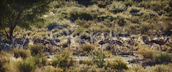 보호 군중 사람없음 JPG 포토 해외이미지 관광지 국립공원 그룹 나미비아 남아프리카 동물 보츠와나 보호구역 사막 사파리 아프리카 야생동물 자연 칼라하리 파노라마 포유류 해외포토 황무지