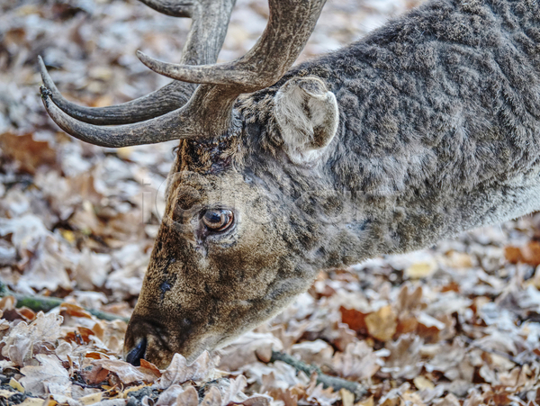 사람없음 JPG 근접촬영 포토 해외이미지 공원 뿔 사슴 야생동물 야외 주간