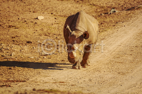 사람없음 JPG 포토 해외이미지 가로 동물 미국 북아메리카 야외 캘리포니아 컬러풀 코뿔소 포유류