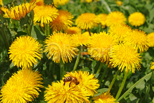 사람없음 JPG 포토 해외이미지 꽃밭 꿀벌 민들레 야외 주간 한마리