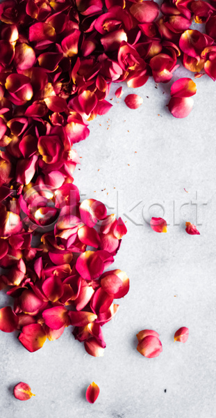 사람없음 JPG 포토 하이앵글 해외이미지 꽃 꽃잎 백그라운드 빨간색 스튜디오촬영 장미