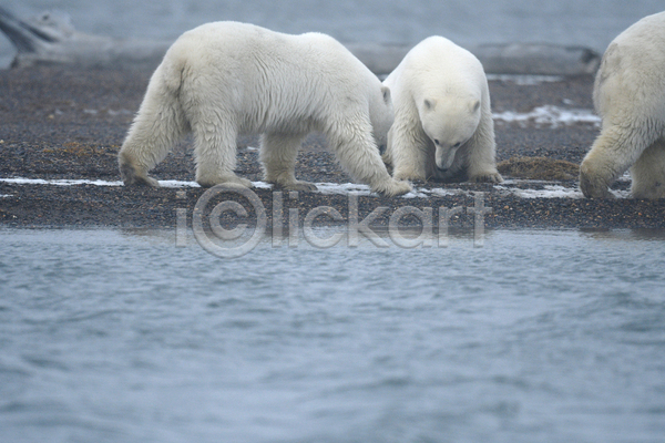 사람없음 JPG 포토 해외이미지 곰 백곰 북극곰 세마리 야생동물 야외 주간