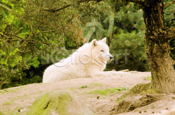 사람없음 JPG 포토 해외이미지 나무 늑대 북극늑대 야생동물 야외 엎드리기 주간 한마리