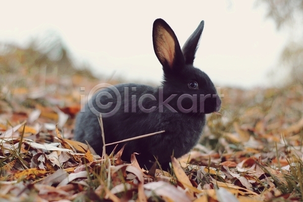 사람없음 JPG 아웃포커스 포토 해외이미지 낙엽 앉기 야생동물 야외 응시 주간 토끼 한마리 흑토끼