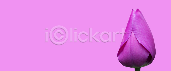 신선 사람없음 JPG 포토 해외이미지 개화 계절 고립 국경 꽃 꽃다발 꽃무늬 꽃잎 낭만 내추럴 닫기 디자인 발렌타인데이 배너 백그라운드 벚꽃 벽지 보라색 봄 부활절 뷰티 선물 식물 신용카드 우주 인사 잎 자연 장식 제비꽃 주식 초록색 카피스페이스 컨셉 튤립 프레임 해외포토