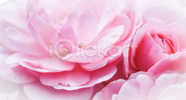 사람없음 JPG 포토 해외이미지 꽃잎 분홍색 장미