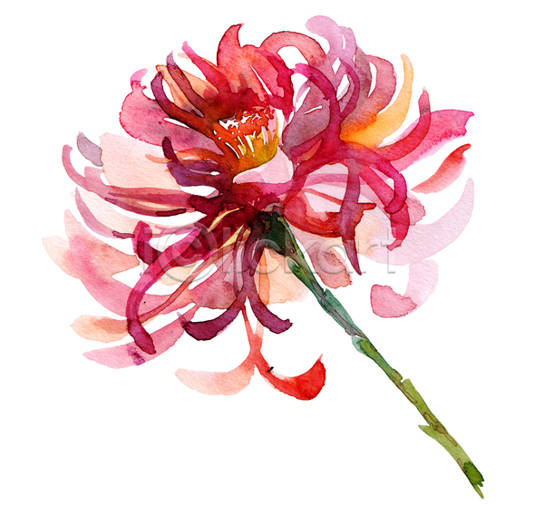 사람없음 JPG 일러스트 포토 해외이미지 국화 그림 꽃 빨간색 손그림 수채화(물감) 한송이