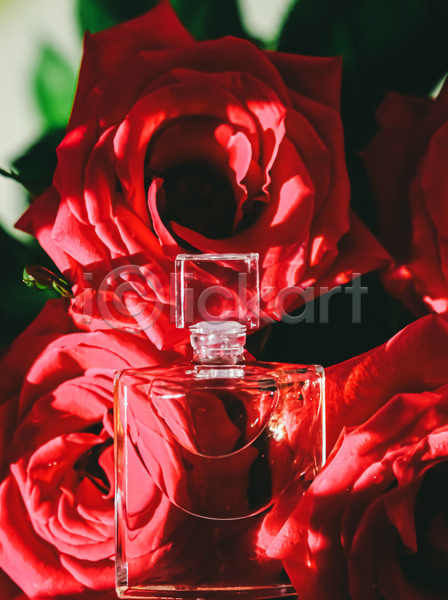 고급 사람없음 JPG 근접촬영 포토 해외이미지 꽃 빨간색 선물 야외 자연 장미 향수병