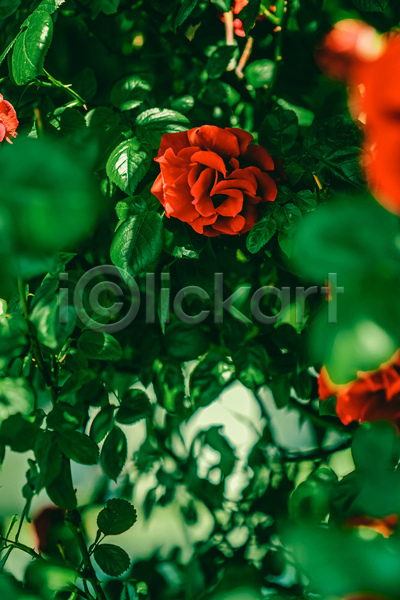 사람없음 JPG 포토 해외이미지 꽃 빨간색 야외 잎 자연 장미 초록색