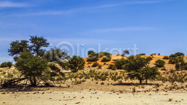 건조 따뜻함 뜨거움 보호 사람없음 JPG 포토 해외이미지 가뭄 관광지 국립공원 나미비아 남아프리카 모래 모래언덕 보츠와나 보호구역 사막 사파리 아프리카 야생동물 자연 칼라하리 파노라마 풍경(경치) 황무지