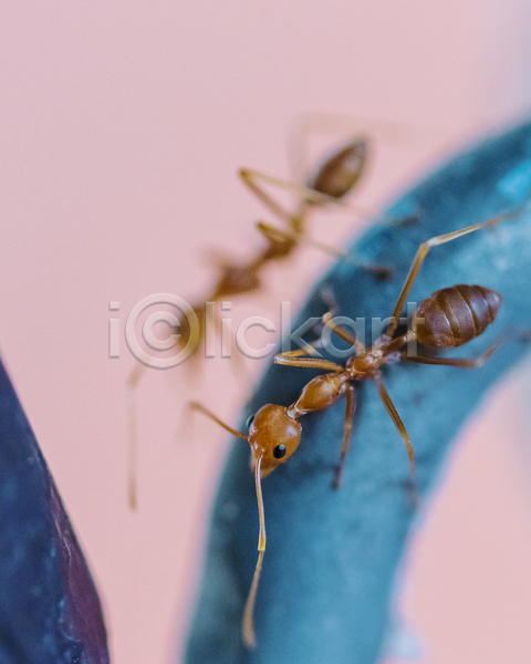사람없음 JPG 포토 해외이미지 갈색 개미 곤충 금속 동물 야생동물 자연 철 철강 캄보디아 파란색 힘