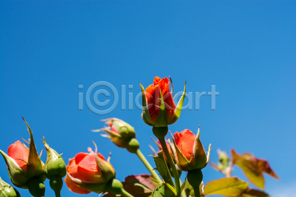 사람없음 JPG 로우앵글 포토 해외이미지 꽃 백그라운드 빨간색 야외 자연 장미 파란색 하늘