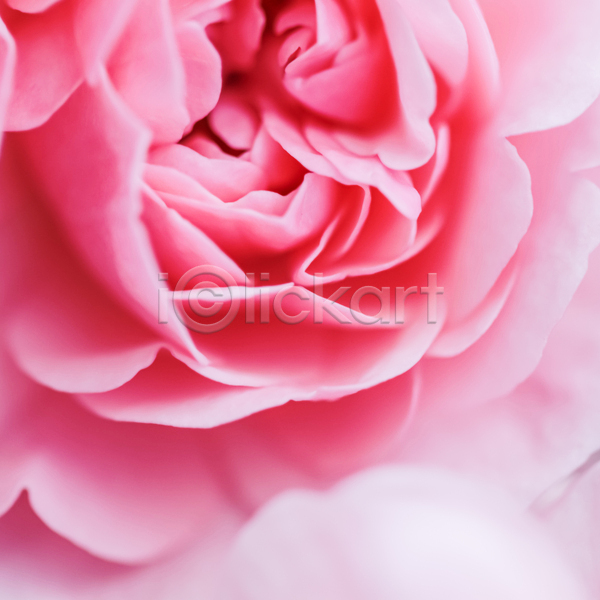 사람없음 JPG 근접촬영 소프트포커스 포토 해외이미지 꽃잎 분홍색 장미
