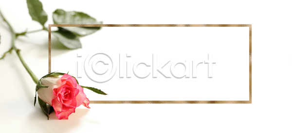 사람없음 JPG 포토 하이앵글 해외이미지 꽃 빨간색 스튜디오촬영 잎 장미 프레임 흰색
