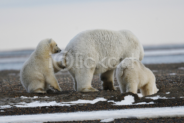 사람없음 JPG 포토 해외이미지 곰 백곰 북극곰 새끼 세마리 야생동물 야외 주간