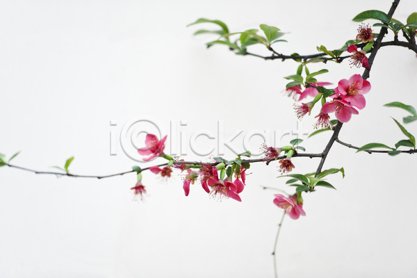 사람없음 JPG 포토 해외이미지 꽃 꽃무늬 꽃잎 나뭇가지 벚꽃 봄 빨간색 식물 잎 자연 진홍색