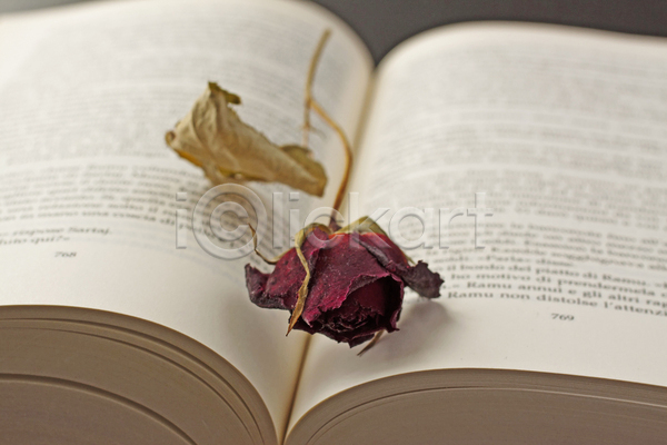 사람없음 JPG 포토 해외이미지 꽃 드라이플라워 빨간색 장미 책