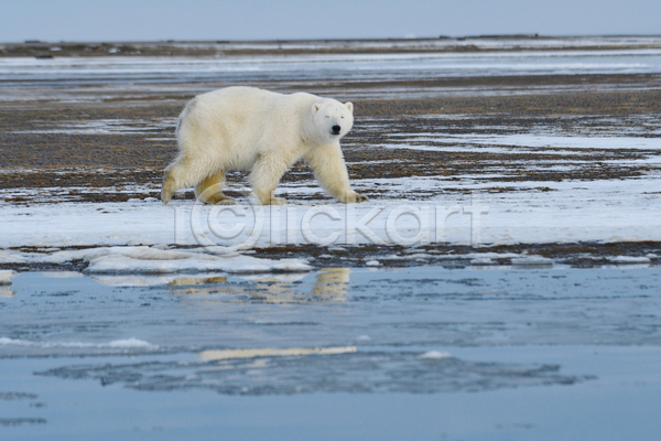 사람없음 JPG 포토 해외이미지 걷기 곰 백곰 북극곰 야생동물 야외 주간 한마리