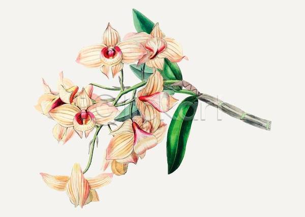 감성 빈티지 사람없음 EPS 일러스트 해외이미지 그림 꽃 덴드로비움 손그림 수채화(물감) 연노랑색 잎